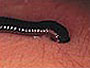 Leech