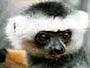 Lemur