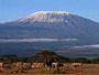 Kilimanjaro