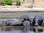 Hippos