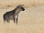 Hyena