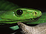 Green Mamba