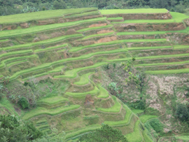 Philippines Mountain Province Banaue